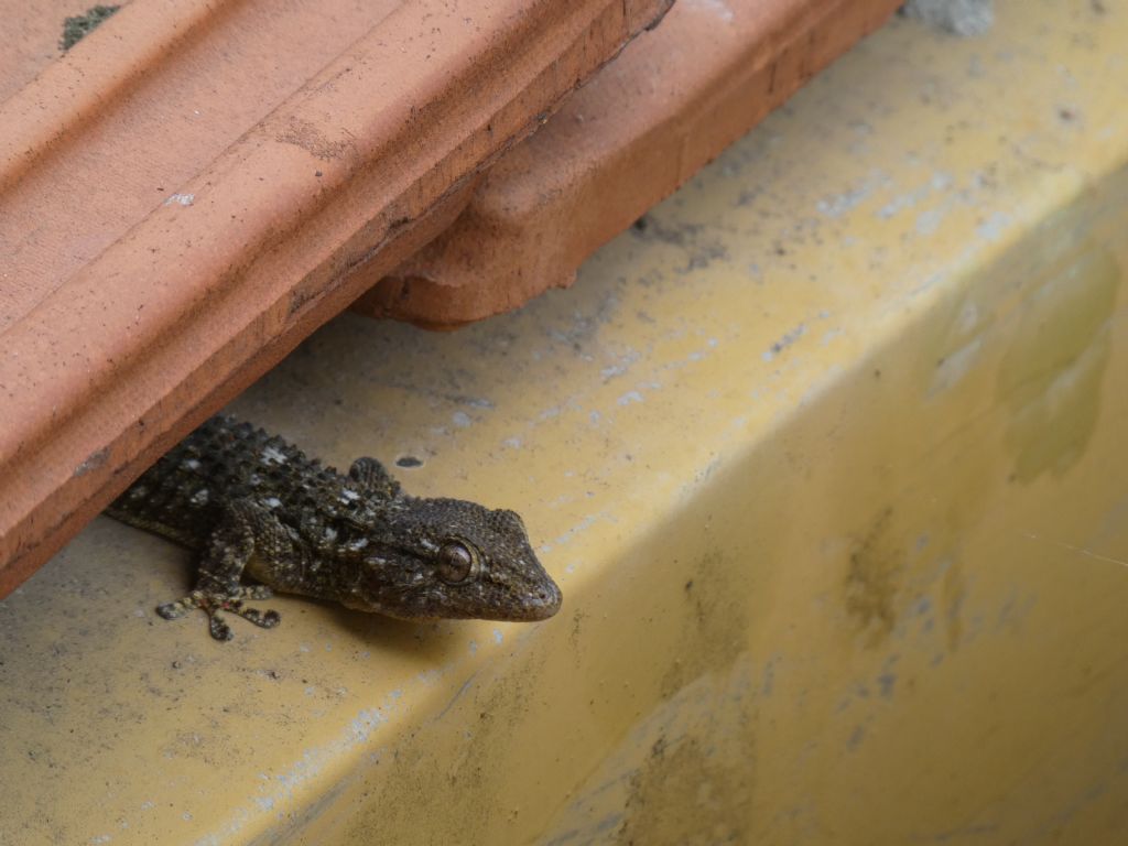 Quale geco?  Tarentola mauritanica